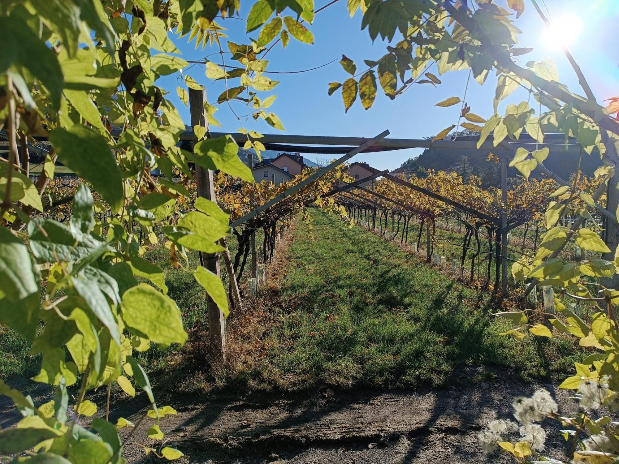 Appartamenti Moderni, Luminosi E Tranquilli Con Parcheggio Privato - Agritur La Tenuta Trento Esterno foto