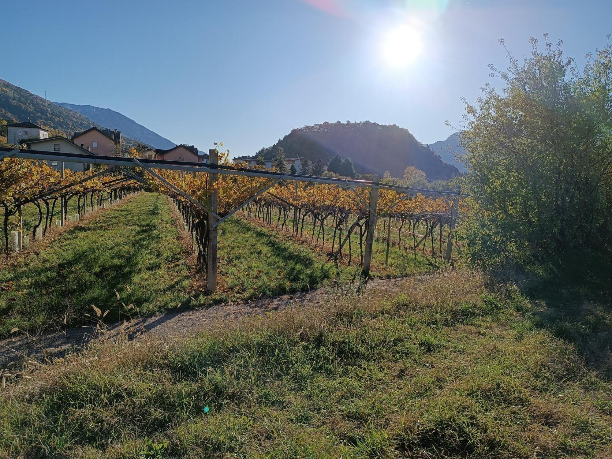 Appartamenti Moderni, Luminosi E Tranquilli Con Parcheggio Privato - Agritur La Tenuta Trento Esterno foto